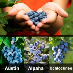 3-in-1 Blueberry Bush (Southern Highbush) 11 3-in-1 Blueberry Bush (Southern Highbush) -Fast-Growing-Trees Shop 3 up Southern 2 Austin
