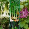 Multicolor Angel Trumpet Tree -Fast-Growing-Trees Shop 3 in 1 Angel Trumpet 2 600x600 5870c8e4 5cd7 4675 970d f0c0466bc65b