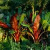 Red Abyssinian Banana Tree -Fast-Growing-Trees Shop Abyssinian Banana Ensata FGT 600x600 e5295e4b d5a7 408a 8caf 6bae302f7c3d