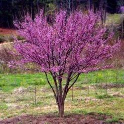 Ace Of Hearts Redbud Tree -Fast-Growing-Trees Shop Ace of Hearts 1