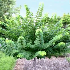 Ace Of Hearts Redbud Tree -Fast-Growing-Trees Shop Ace of Hearts 2