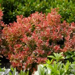 Admiration Barberry Shrub -Fast-Growing-Trees Shop Admiration Barberry 1