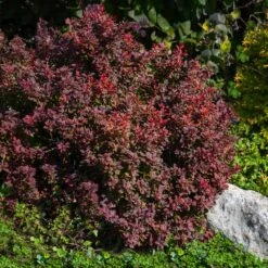 Admiration Barberry Shrub -Fast-Growing-Trees Shop Admiration Barberry 2