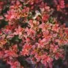 Admiration Barberry Shrub -Fast-Growing-Trees Shop Admiration Barberry FGT 600x600 bf006906 db0d 4477 9909 65d8fcae850e