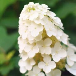Alice Oakleaf Hydrangea 8 Alice Oakleaf Hydrangea -Fast-Growing-Trees Shop Alice Oakleaf Hydrangea 2