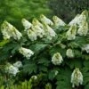 Alice Oakleaf Hydrangea -Fast-Growing-Trees Shop Alice Oakleaf Hydrangea FGT 600x600 114553d2 b957 41b8 81e9 36bf1662cd52