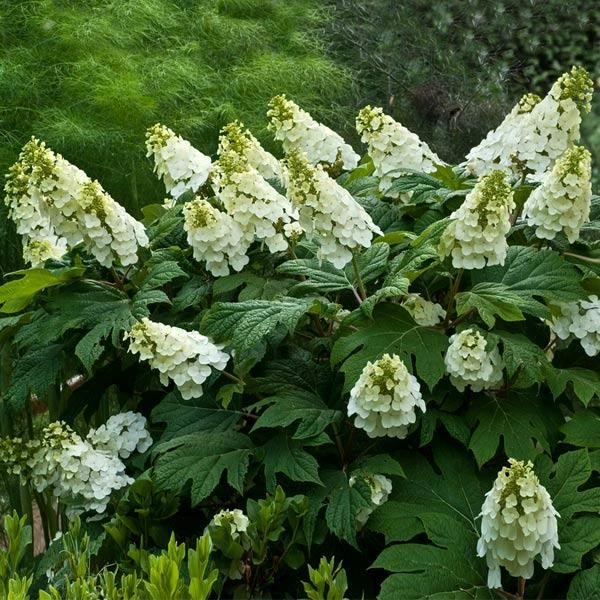 Alice Oakleaf Hydrangea 3 Alice Oakleaf Hydrangea