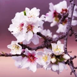 All-in-One Almond Tree -Fast-Growing-Trees Shop All in One Almond 3 213f37af fac9 49c5 8a19 0aa42ca679e9
