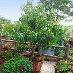 Alphonso Mango 11 Alphonso Mango -Fast-Growing-Trees Shop Alphonso Mango 1 FGT