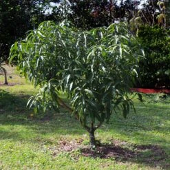 Alphonso Mango 14 Alphonso Mango -Fast-Growing-Trees Shop Alphonso Mango 6 FGT