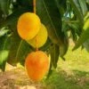 Alphonso Mango -Fast-Growing-Trees Shop Alphonso Mango FGT 600x600 276d8cf8 8d09 4e9e a9a6 e75c33c90b10