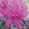 Autumn Amethyst® Encore® Azalea 1 Autumn Amethyst® Encore® Azalea -Fast-Growing-Trees Shop Amathyst Encore Azalea 600x600 d5c85a1a 96c9 437b b713 6a0b44fcc575