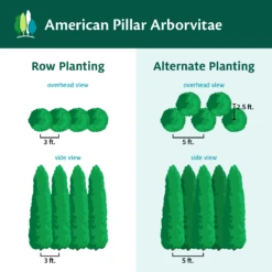 Full Speed A Hedge® American Pillar Arborvitae -Fast-Growing-Trees Shop AmericanPillarArborvitae