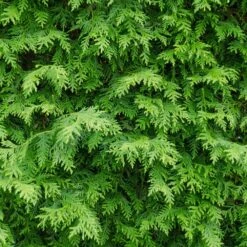American Arborvitae 10 American Arborvitae -Fast-Growing-Trees Shop American Arborvitae