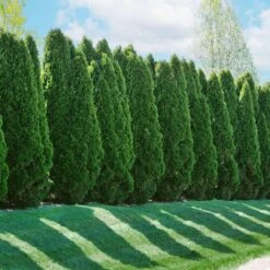 American Arborvitae 12 American Arborvitae -Fast-Growing-Trees Shop American Arborvitae 2 FGT