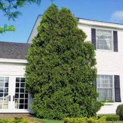 American Arborvitae 13 American Arborvitae -Fast-Growing-Trees Shop American Arborvitae 6