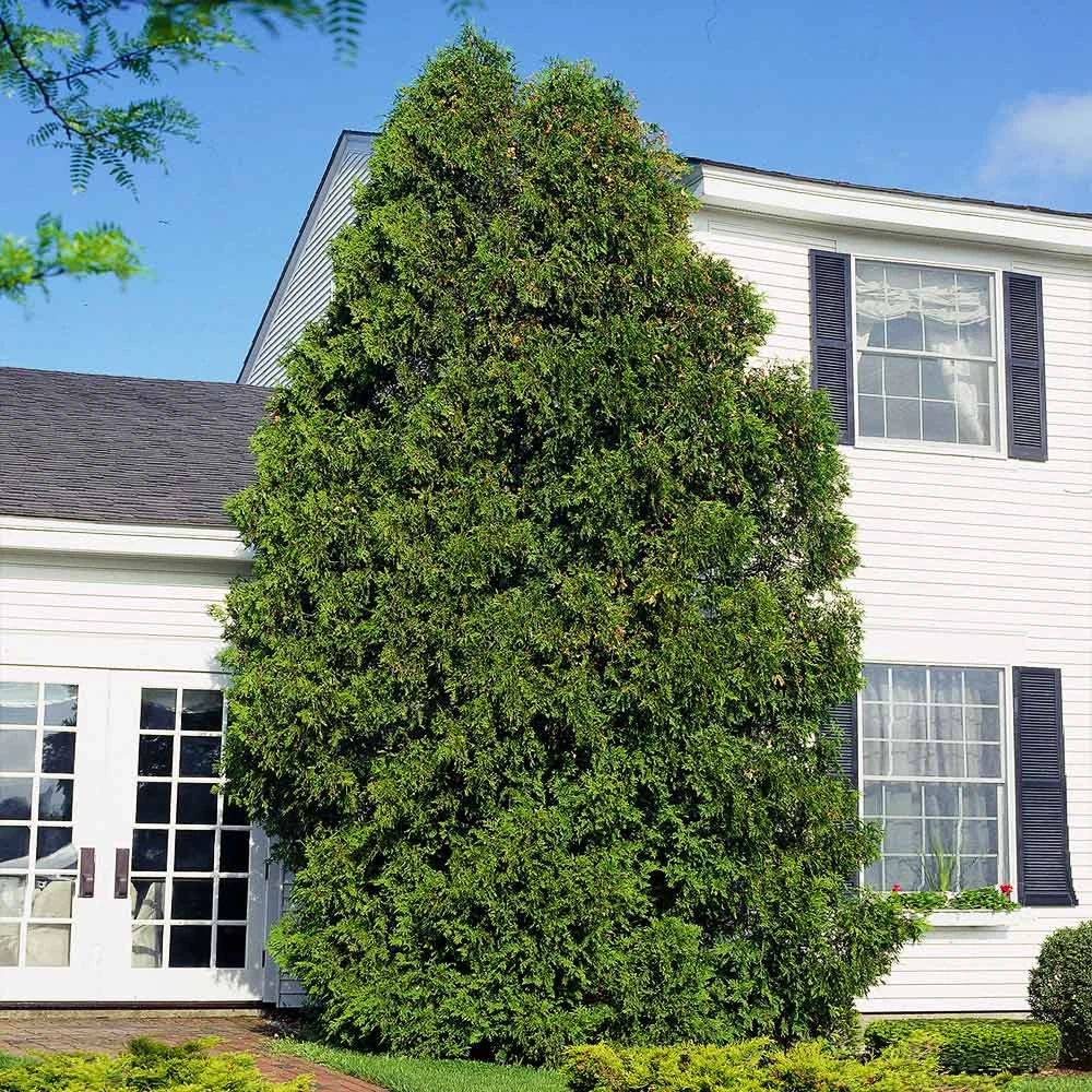 American Arborvitae 8 American Arborvitae - Image 6