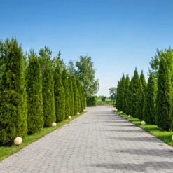 American Arborvitae 11 American Arborvitae -Fast-Growing-Trees Shop American Arborvitae 8 FGT