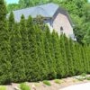 American Arborvitae -Fast-Growing-Trees Shop American Arborvitae FGT 600x600 66a6204b d353 41a4 b093 f749e6956bfc