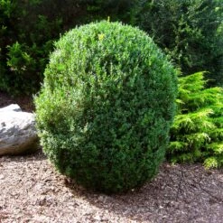 American Boxwood Shrub -Fast-Growing-Trees Shop American Boxwood 1 FGT