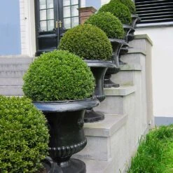 American Boxwood Shrub -Fast-Growing-Trees Shop American Boxwood 3 FGT