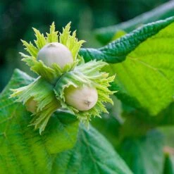 American Hazelnut Filbert -Fast-Growing-Trees Shop American Hazelnut 5 FGT
