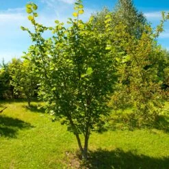 American Hazelnut Filbert -Fast-Growing-Trees Shop American Hazelnut 7