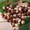 American Hazelnut Filbert -Fast-Growing-Trees Shop American Hazelnut FGT 600x600 d015e01b c4d6 4c82 8311 7588dd611154