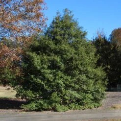 Greenleaf American Holly Shrub -Fast-Growing-Trees Shop American Holly Greenleaf 1 FGT