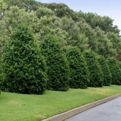 Greenleaf American Holly Shrub -Fast-Growing-Trees Shop American Holly Greenleaf 4