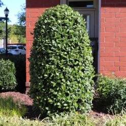 Greenleaf American Holly Shrub -Fast-Growing-Trees Shop American Holly Greenleaf 6 FGT