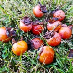 American Persimmon Tree -Fast-Growing-Trees Shop American Persimmon Tree 1