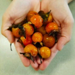 American Persimmon Tree -Fast-Growing-Trees Shop American Persimmon Tree 2