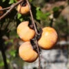 American Persimmon Tree -Fast-Growing-Trees Shop American Persimmon Tree 600x600 63666a3c 778c 43d4 ab50 6413cef407f5