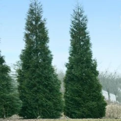 Full Speed A Hedge® American Pillar Arborvitae -Fast-Growing-Trees Shop American Pillar Arborvitae 1