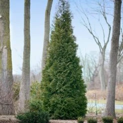 Full Speed A Hedge® American Pillar Arborvitae -Fast-Growing-Trees Shop American Pillar Arborvitae 2