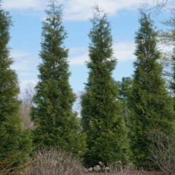 Full Speed A Hedge® American Pillar Arborvitae -Fast-Growing-Trees Shop American Pillar Arborvitae 3