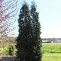 Full Speed A Hedge® American Pillar Arborvitae -Fast-Growing-Trees Shop American Pillar Arborvitae 5 FGT