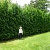 Full Speed A Hedge® American Pillar Arborvitae 1 Full Speed A Hedge® American Pillar Arborvitae -Fast-Growing-Trees Shop American Pillar Arborvitae 600x600 15bd0c00 a879 48d7 a20e 597115f67062