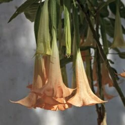 Peach Angel Trumpet 7 Peach Angel Trumpet -Fast-Growing-Trees Shop Angel Trumpet Vine 1 FGT