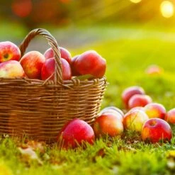 Anna Apple Tree -Fast-Growing-Trees Shop Anna Apple 3