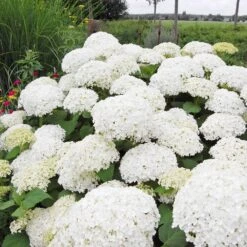Annabelle Hydrangea Shrub -Fast-Growing-Trees Shop Annabelle Hydrangea 1 FGT