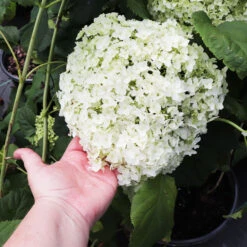 Annabelle Hydrangea Shrub -Fast-Growing-Trees Shop Annabelle Hydrangea 3