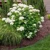 Annabelle Hydrangea Shrub -Fast-Growing-Trees Shop Annabelle Hydrangea FGT 600x600 a3d21665 a3bb 4898 b22d a5d51cf51abe