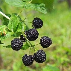 Apache Blackberry -Fast-Growing-Trees Shop Apache Blackberry 450 D1