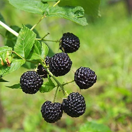 Apache Blackberry - USDA Organic 5 Apache Blackberry - USDA Organic - Image 3