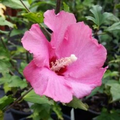Aphrodite Rose Of Sharon Althea Shrub 8 Aphrodite Rose Of Sharon Althea Shrub -Fast-Growing-Trees Shop Aphrodite Rose of Sharon 1