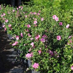Aphrodite Rose Of Sharon Althea Shrub 9 Aphrodite Rose Of Sharon Althea Shrub -Fast-Growing-Trees Shop Aphrodite Rose of Sharon 6 FGT