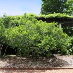 Apollo Winterberry Holly Shrub 7 Apollo Winterberry Holly Shrub -Fast-Growing-Trees Shop Apollo WInterberry 2