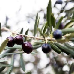 Arbequina Olive Tree - USDA Organic 10 Arbequina Olive Tree - USDA Organic -Fast-Growing-Trees Shop Arbequina Olive 2 FGT 59db1ad0 ae94 44e8 a3fd ed29b67f0ba4